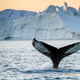 Illustration for article titled Japan Ordered To Stop Killing Antarctic Whales For Science
